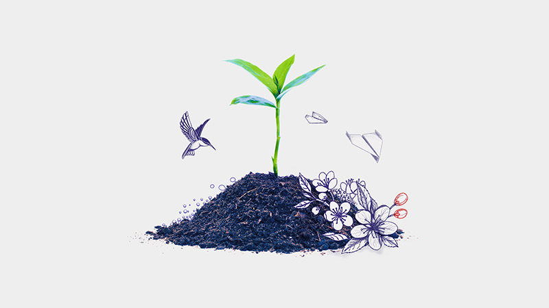 plant